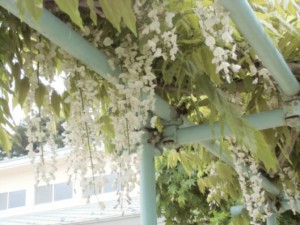 画像：藤棚の花が咲きました