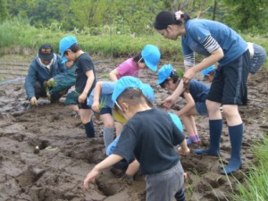 画像：年長組さんが田植えをしました