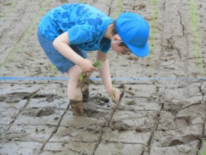 画像：年長組さんが田植えをしました