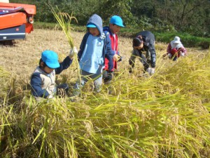 画像：根元からはさみで刈り取ります