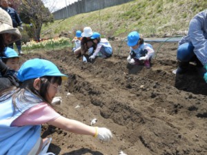 画像：ふわふわの黒い土の上に種芋をのせます