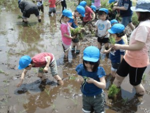 画像：苗を丁寧にとって植えます