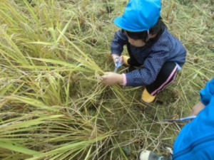 画像：根元からはさみで刈り取ります