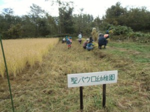 画像：みんな頑張って見事に刈り取りました